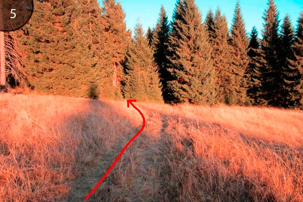 Waldwiese ohne erkennbaren Weg