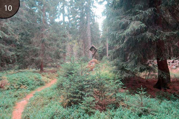 Hier ist die Waldandacht versteckt